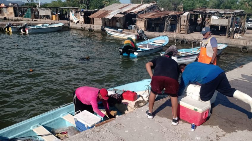 Pescadores de Guaymas ven mala temporada camaronera; "no hay producto", afirman