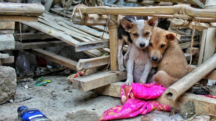 Indignación en Mexicali: Multan a pareja por alimentar perros callejeros