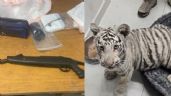 Foto ilustrativa de la nota titulada Aseguran tigre de bengala, droga, arma y 100 mil pesos en efectivo durante cateo en Nogales