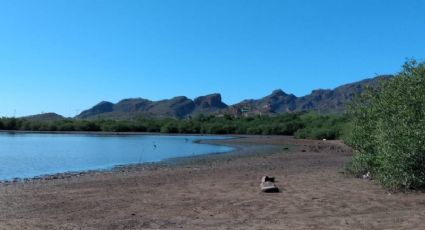 Guaymas: Ambientalistas piden que los manglares tengan más protección