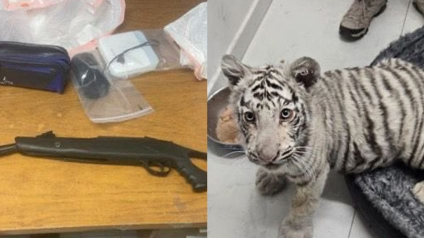 Aseguran tigre de bengala, droga, arma y 100 mil pesos en efectivo durante cateo en Nogales