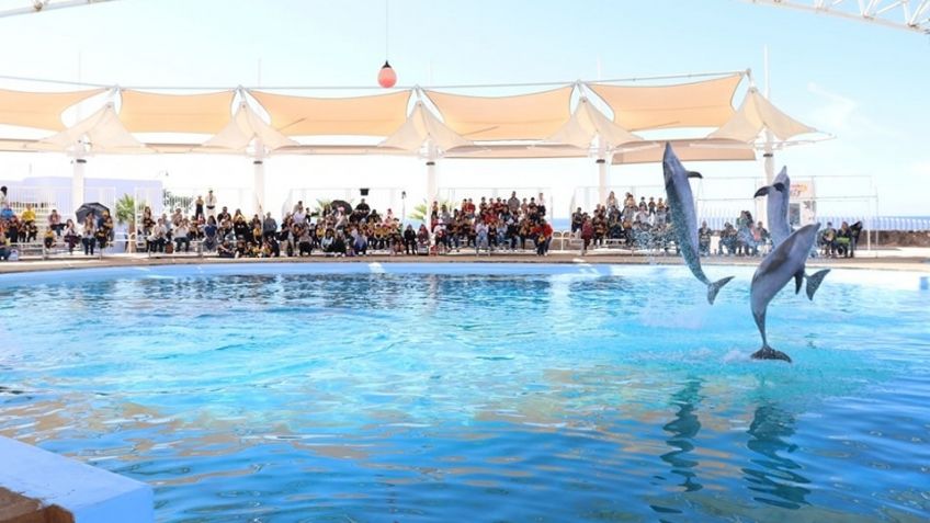 Delfinario Sonora de San Carlos tendrá un cambio de imagen, mejoras y modernización