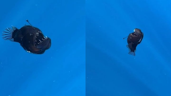 España: Pez Diablo Negro es captado a plena luz del día; su hallazgo causa impacto