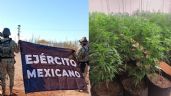 Foto ilustrativa de la nota titulada Punta Chueca: Militares aseguran invernadero de marihuana en territorio de la etnia seri