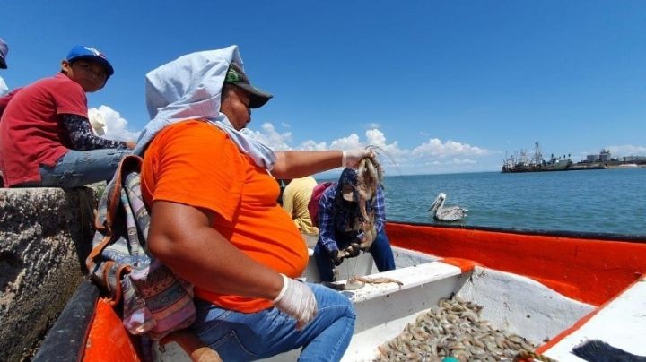 Pescadores del sur de Sonora, entre el peligro y baja producción