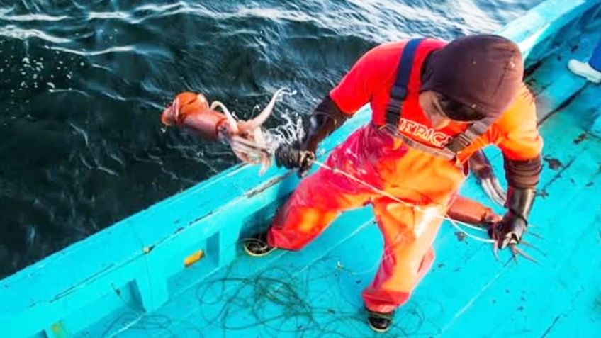 Captura de calamar genera cerca de 5 mil empleos en el sector pesquero de Sonora