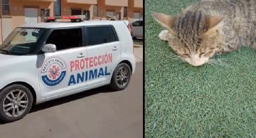 Indigna hallazgo de gatos envenenados en fraccionamiento Santa Clara de Hermosillo