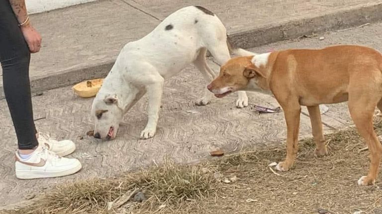 Buscan reducir el problema de perros callejeros en Cajeme