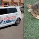 Indigna hallazgo de gatos envenenados en fraccionamiento Santa Clara de Hermosillo