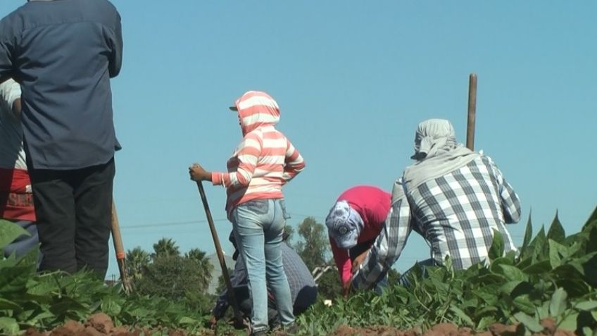 Jornaleros del valle del Mayo piden declaratoria de desastre por sequía