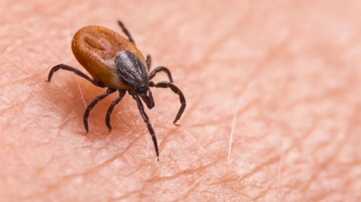 Rickettsia, un riesgo latente para la salud pública en la región del Mayo