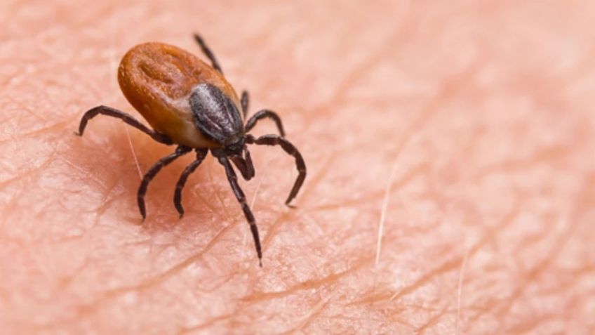 Rickettsia, un riesgo latente para la salud pública en la región del Mayo