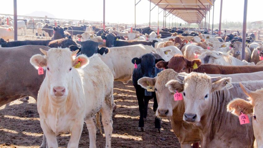 Sonora: Cierran la frontera de Nogales para la exportación de ganado sonorense