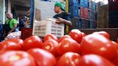 Foto ilustrativa de la nota titulada Golpe a la agricultura: Estados Unidos impondrá arancel de casi 21% al tomate mexicano