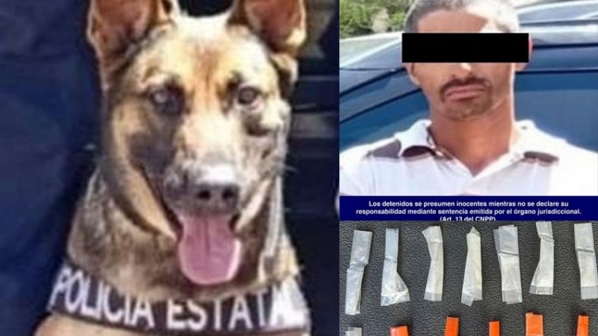 Detiene PESP  a dos personas con droga, con ayuda de agente canino ‘Bella II’