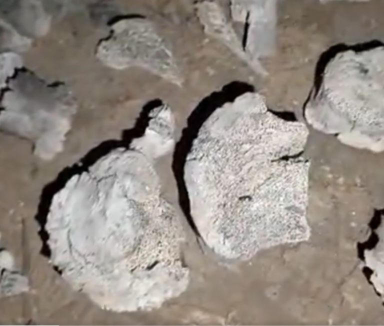 En la cuenta oficial de X (Twitter), Guerreros Buscadores subieron algunos fragmentos del video