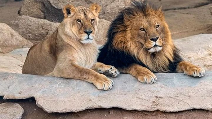 ¿Qué necesitas saber para visitar el Centro Ecológico de Sonora en Semana Santa?