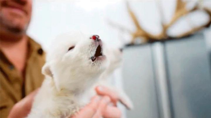 VIDEO: Reviven a dos ejemplares de 'Lobo Terrible', especie extinta hace 10 mil años