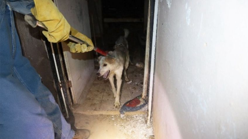 Rescatan a 15 perros abandonados dentro de vivienda en Caborca; tres ya habían muerto