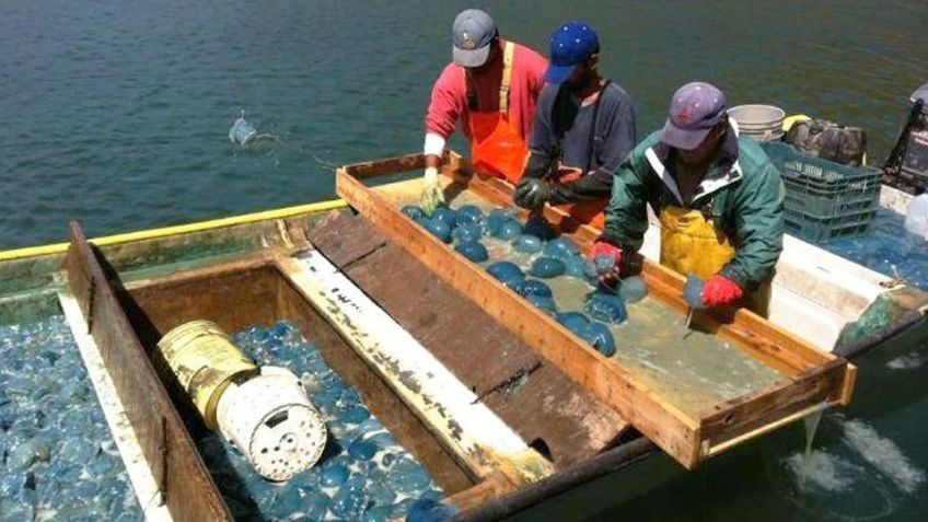 Ribereños de Guaymas y Empalme llegan a acuerdo para establecer precio de aguamala