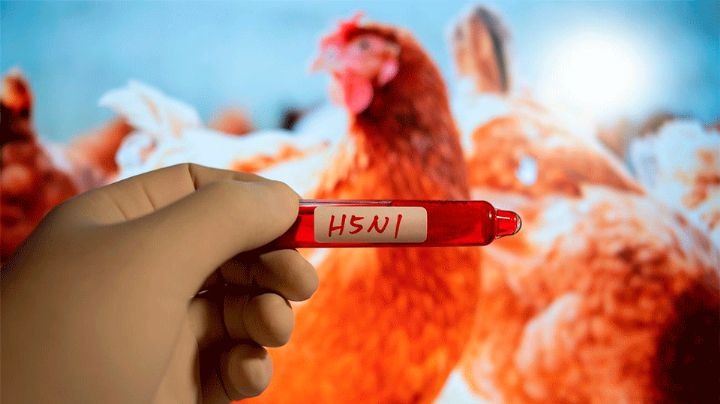 Salud: Muere niña de 3 años por influenza aviar H5N1; fue el primer caso en México