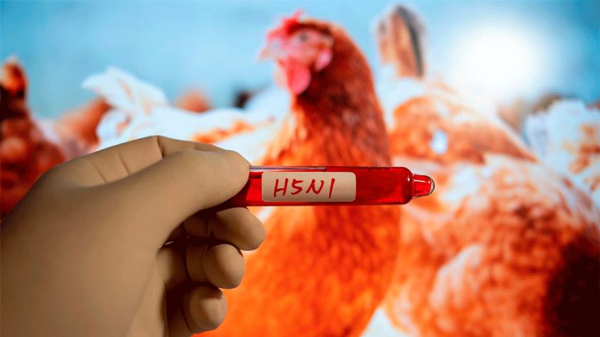 Salud: Muere niña de 3 años por influenza aviar H5N1; fue el primer caso en México