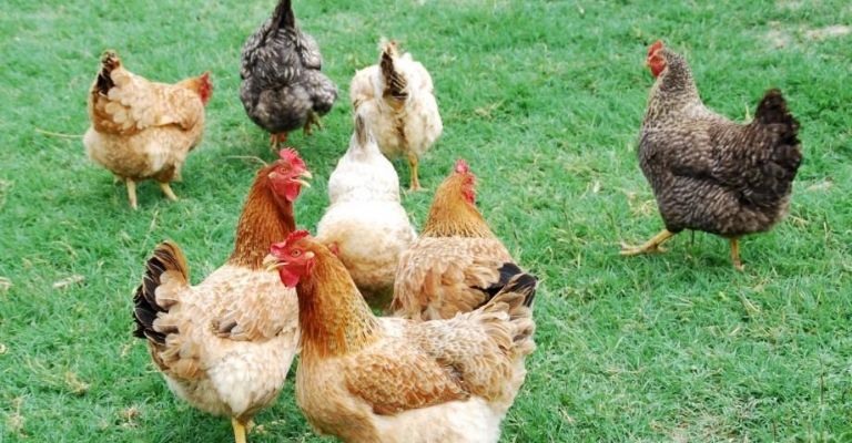Muere en Washington el primer caso humano registrado de gripe aviar H5N5