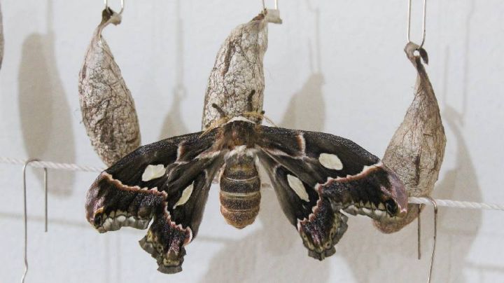 Par de nuevas mariposas cuatro espejos emergió en Cócorit