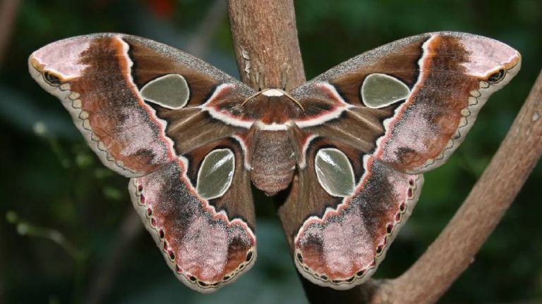 Continúan trabajos de rehabilitación de calles de Ciudad Obregón