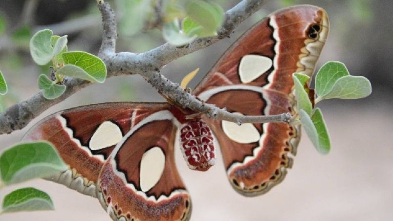 Par de nuevas mariposas cuatro espejos emergió en Cócorit