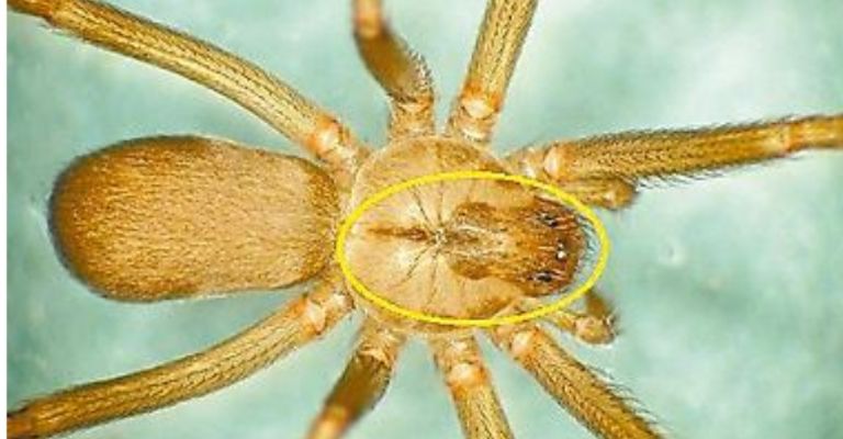 Su característica forma de violín 