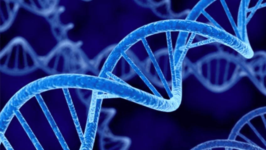 ¿Qué influye más en tu esperanza de vida, la genética o tus hábitos diarios?