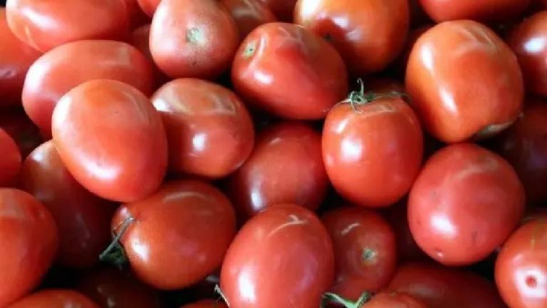 Tomateros de Sonora siguen a la espera de que continúen acuerdos de exportación