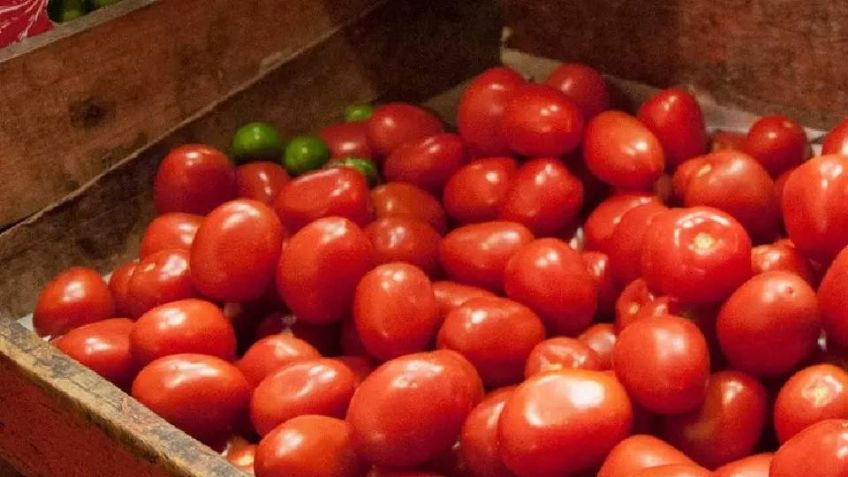 Tomateros de Sonora siguen a la espera de que continúen acuerdos de exportación