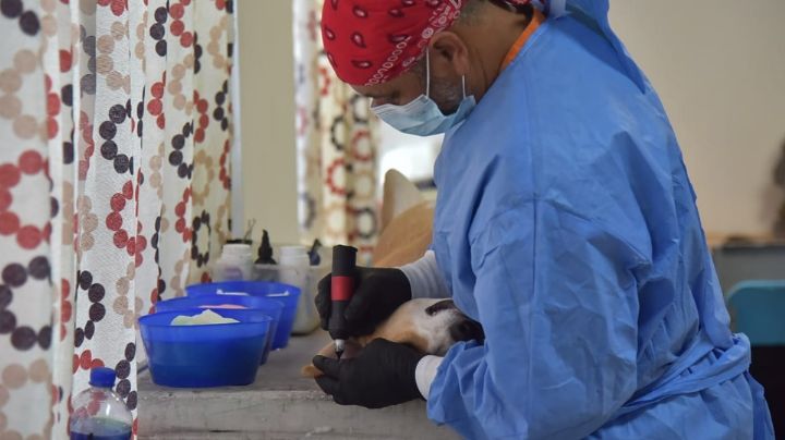 Ciudad Obregón: Esterilizan a 80 perros y gatos durante jornada gratuita en la Cajeme