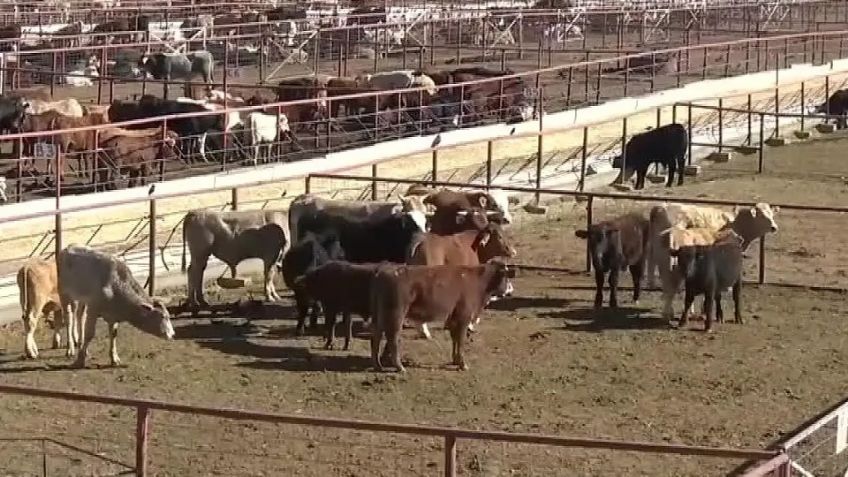 Ganaderos del sur de Sonora apoyan creación de Centro de Corte Especializado