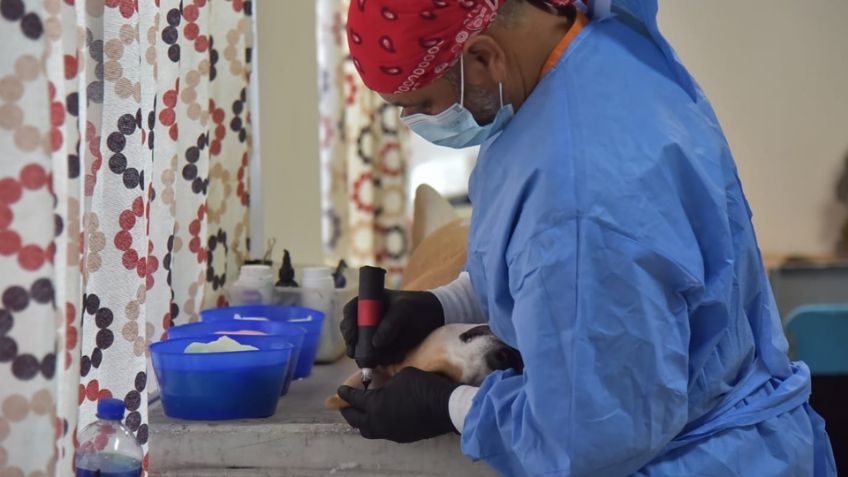 Ciudad Obregón: Esterilizan a 80 perros y gatos durante jornada gratuita en la Cajeme