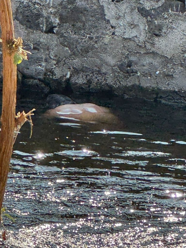 La víctima permanece en calidad de desconocida. Fuente: Tribuna