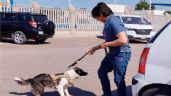 Foto ilustrativa de la nota titulada Urge solucionar la sobrepoblación canina en calles de Cajeme