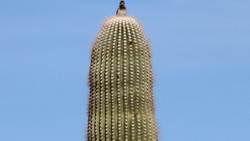 Un viaje al desierto de Sonora en el que se puede vivir la euforia