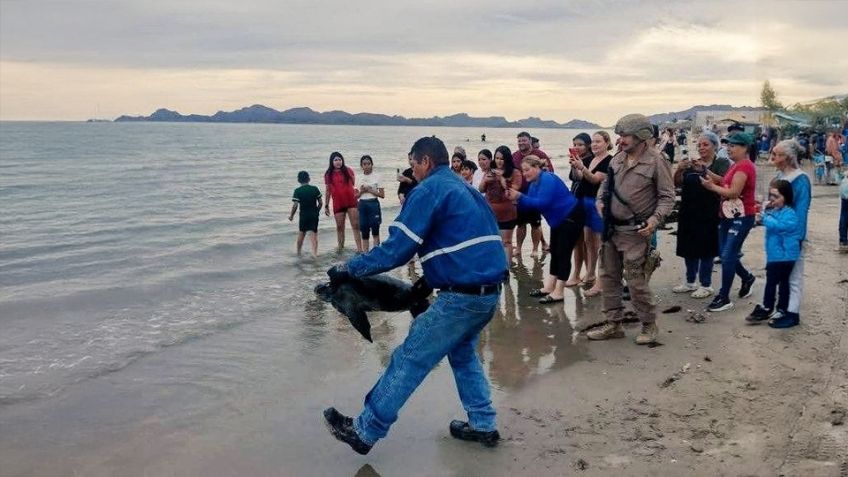 Tortugas marinas son liberadas en playa Cochórit de Empalme; habían quedado varadas