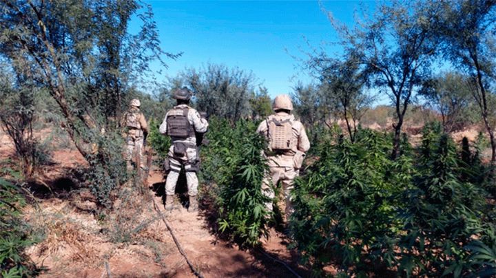 Registra Operación Frontera Norte casi 3 mil detenidos y toneladas de droga aseguradas