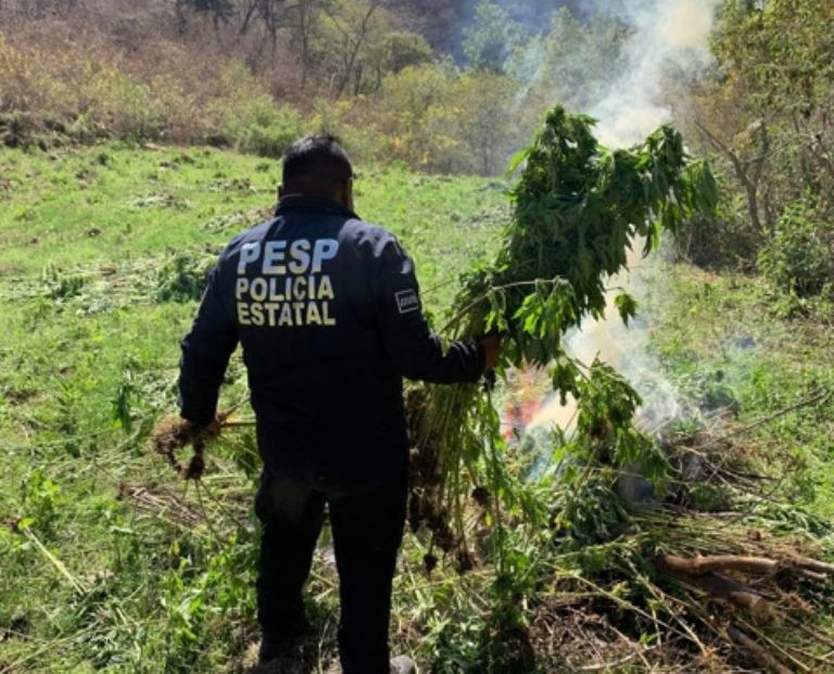 En Sonora durante las últimas fechas se han destruido diversos plantíos 
