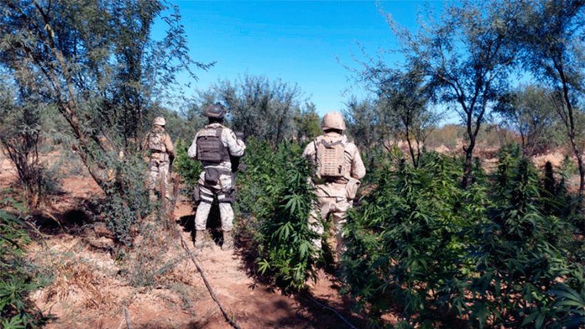 Registra Operación Frontera Norte casi 3 mil detenidos y toneladas de droga aseguradas