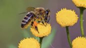 Foto ilustrativa de la nota titulada Día Mundial de las Abejas 2025: ¿Por qué se celebra el 20 de mayo y cuál es su importancia?