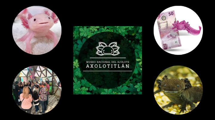 Museo del Ajolote: ¿Qué debes saber para visitar este curioso lugar en la CDMX?