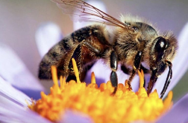 Conoce todo sobre el Día Mundial de las Abejas. Foto: Internet
