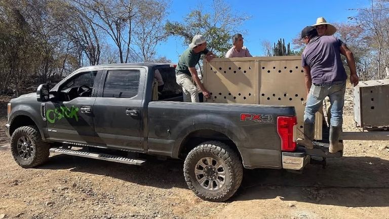 inició el traslado de los primeros 100 ejemplares de Culiacán a Mazatlán