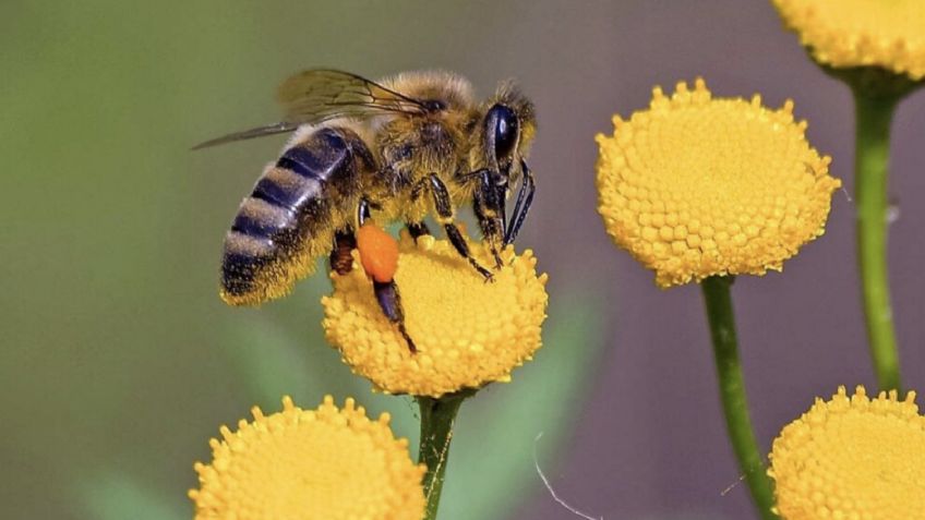 Día Mundial de las Abejas 2025: ¿Por qué se celebra el 20 de mayo y cuál es su importancia?