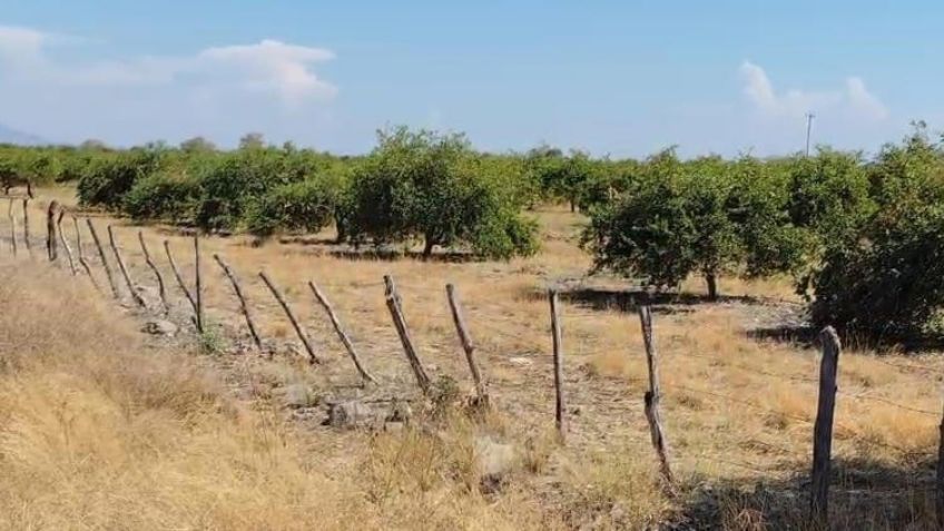 Un jornalero pierde la vida al pisar un explosivo en el camino a su trabajo en Apatzingán